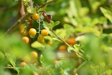 beautiful orange color flower on green blurred background, water drops on fruits