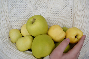Hands hold a large number of yellow and green apples on the background of a white knitted sweater. Concept of harvest, thanksgiving and gardening