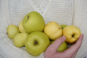 Hands hold a large number of yellow and green apples on the background of a white knitted sweater. Concept of harvest, thanksgiving and gardening