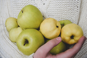 Hands hold a large number of yellow and green apples on the background of a white knitted sweater. Concept of harvest, thanksgiving and gardening