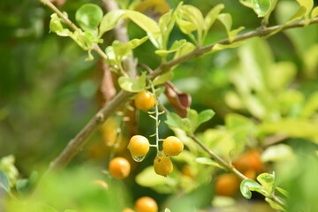 beautiful orange color flower on green blurred background, water drops on fruits