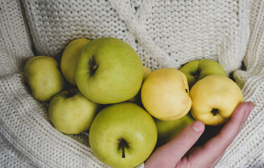 Hands hold a large number of yellow and green apples on the background of a white knitted sweater. Concept of harvest, thanksgiving and gardening