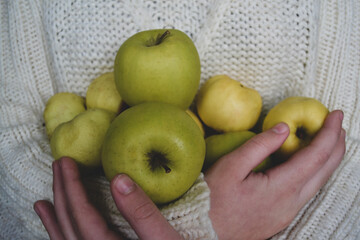 Hands hold a large number of yellow and green apples on the background of a white knitted sweater. Concept of harvest, thanksgiving and gardening