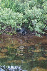 common loon nesting in Quebec, Canada