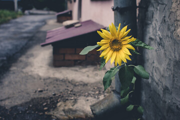 sunflower on the street
