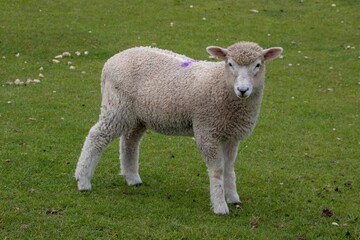 Naklejka na ściany i meble pretty lamb enjoying the sunshine on a beautiful spring day