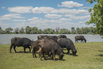 Naklejka na ściany i meble Herd Water buffalo (Bubalis murrensis) grazes on the banks of the Danube river