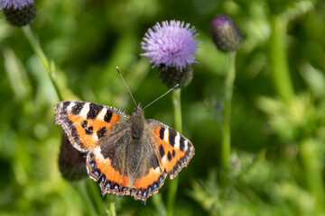 Red Admiral Butterfly collecting nectar from thistles