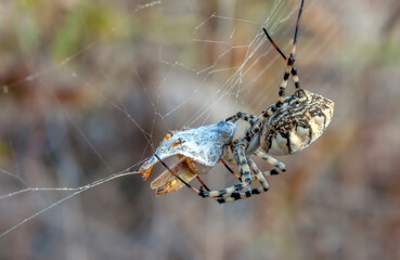 Fototapeta na wymiar Beautiful spider feasting grasshopper on a spider web . Macro photo.
