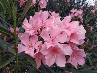 Beautiful soft pink Oleander flower- Nerium oleander, Close up flowers.