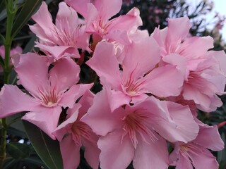 Beautiful soft pink Oleander flower- Nerium oleander, Close up flowers.