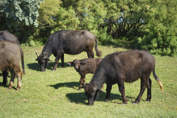 Herd Water buffalo (Bubalis murrensis) grazes on the banks of the Ermakov island