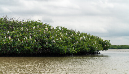 Pelicans in Somone lagoon, Senegal, Africa