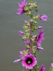 tree mallow on the sea shore