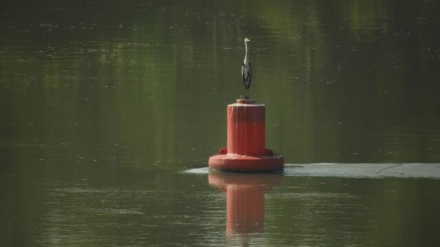 wide flat river with a noticeable flow of water on a sunny summer morning. A great gray heron sits and then takes off from a large red buoy.