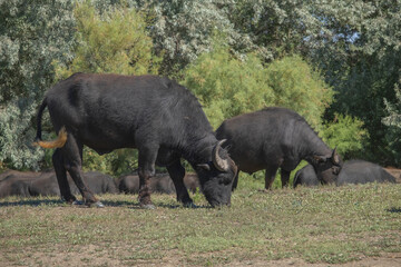 Two Water buffalo (Bubalis murrensis) grazes on the Ermakov island