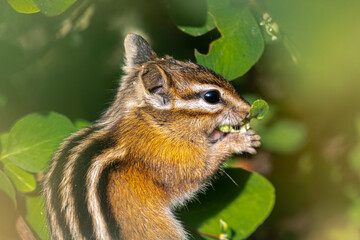 Obraz premium Yellow-pine Chipmunk (Neotamias amoenus), Idaho