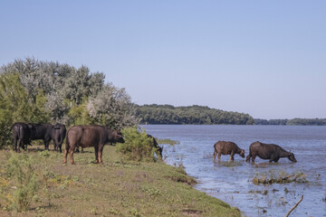 Naklejka premium Water buffalo (Bubalis murrensis) at a watering hole