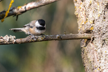 Black-capped Chickadee(Poecile atricapillus), Idaho