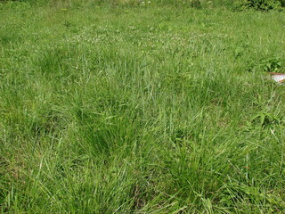 green grass in the field