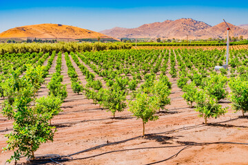 Fototapeta na wymiar Young orange trees grow in a row in a San Joaquin Valley orchard in California.