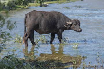 Fototapeta na wymiar Close-up of Water buffalo (Bubalis murrensis) grazes on the Ermakov island