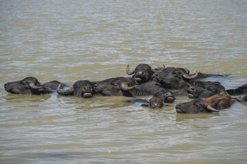 Fototapeta premium A herd of Water buffalo (Bubalis murrensis) swims in the Danube river near Ermakov island