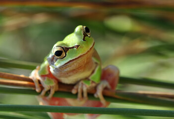 Beautiful Europaean Tree frog Hyla arborea 
