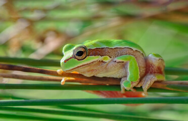 Beautiful Europaean Tree frog Hyla arborea 