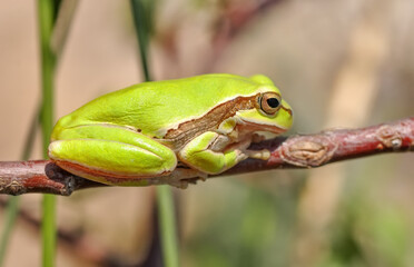 Beautiful Europaean Tree frog Hyla arborea 