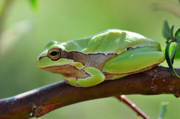 Beautiful Europaean Tree frog Hyla arborea 