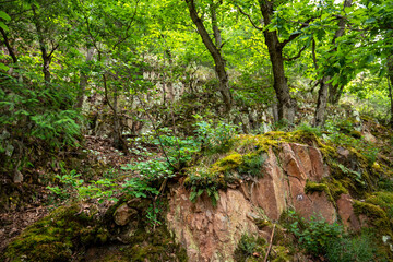 Naklejka na ściany i meble Forest around the rock formation Rheingrafenstein