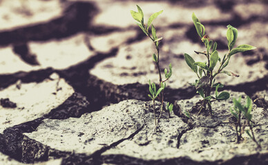 cracked dried earth background and growing green plants save planet Earth  global warming
