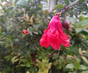 pink rose in the rain