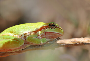 Beautiful Europaean Tree frog Hyla arborea 