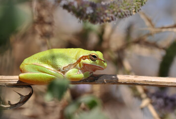 Beautiful Europaean Tree frog Hyla arborea 