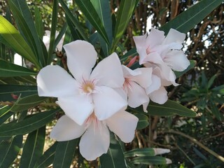 Beautiful Cream color of Oleander flower- Nerium oleander, Close up flowers.