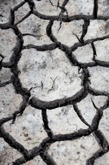 Obraz premium cracked dried earth background and growing green plants save planet Earth global warming