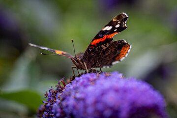 butterfly on flower
