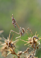 Close up of pair of Beautiful European mantis ( Mantis religiosa )
