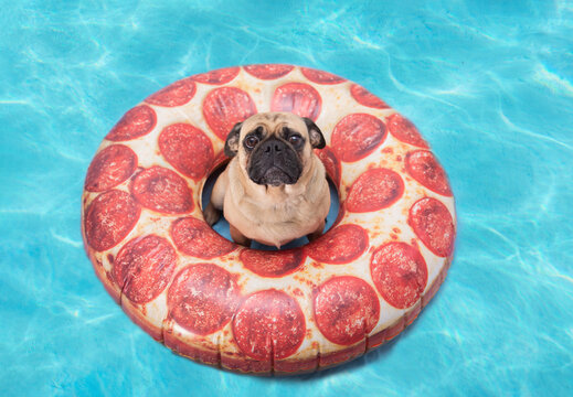Cute Pug Dog Floating In A Pizza Pool Flotation Device Floatie 