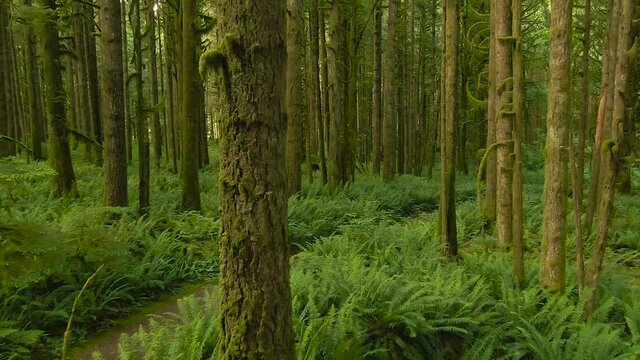 Canadian Rain Forest. Beautiful View of Fresh Green Trees in the Woods with Moss. Taken in Golden Ears Provincial Park, near Vancouver, British Columbia, Canada. 4K Pan