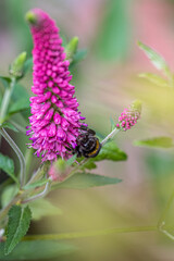 butterfly on flower