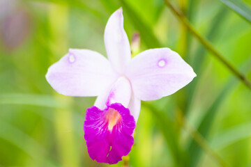 Beautiful purple orchid flower (Orchidaceae)
