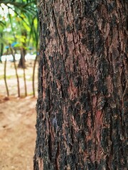 Fototapeta premium bark of a tree