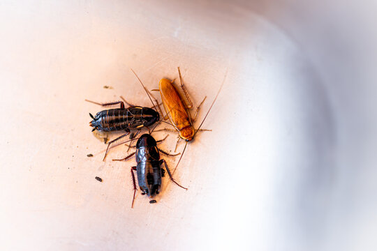 Macro closeup of three black and brown cockroaches insects in water sink in bathroom of Zion National Park, Utah campground