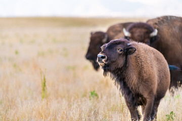 Baby calf bison grazing in valley in Antelope Island State Park in Utah in summer with dry landscape closeup copy space looking at camera front