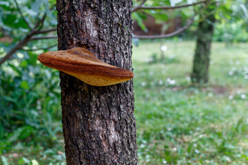 Old Weathered Apple Tree With Fungi