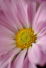 close up of pink flower