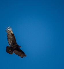 vulture in flight